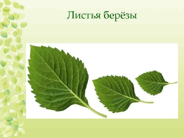 Листья берёзы 