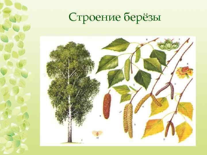 Строение берёзы 