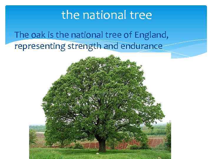 the national tree The oak is the national tree of England, representing strength and