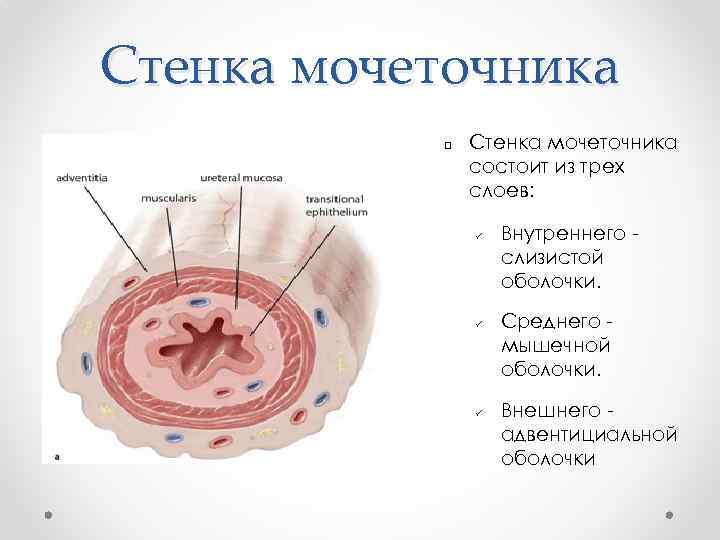 Стенка мочеточника q Стенка мочеточника состоит из трех слоев: ü ü ü Внутреннего слизистой