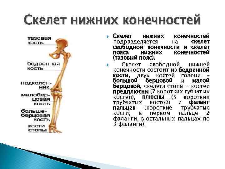 Скелет нижних конечностей подразделяется на скелет свободной конечности и скелет пояса нижних конечностей (тазовый