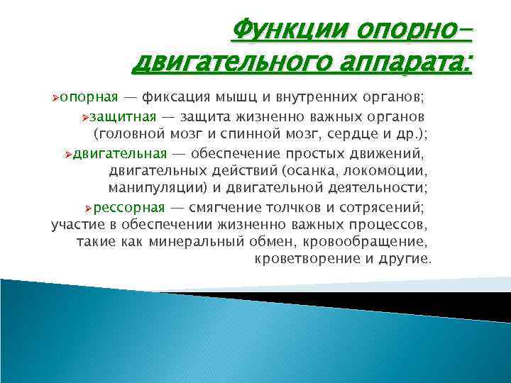 Функции опорнодвигательного аппарата: Øопорная — фиксация мышц и внутренних органов; Øзащитная — защита жизненно