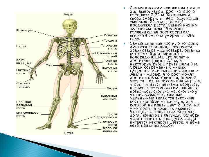  Самым высоким человеком в мире был американец, рост которого составлял 2, 72 м.