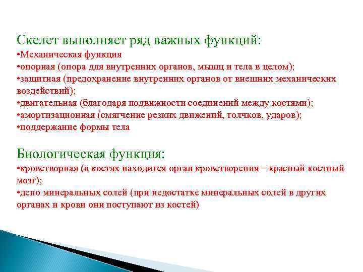Скелет выполняет ряд важных функций: • Механическая функция • опорная (опора для внутренних органов,