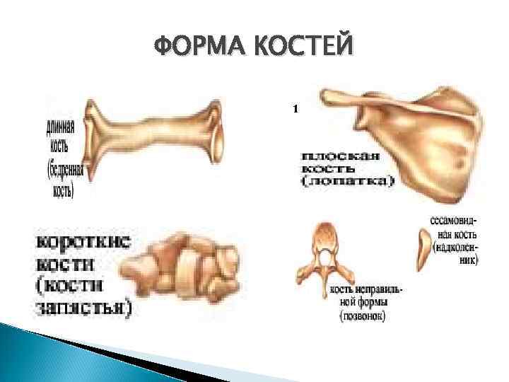 ФОРМА КОСТЕЙ 