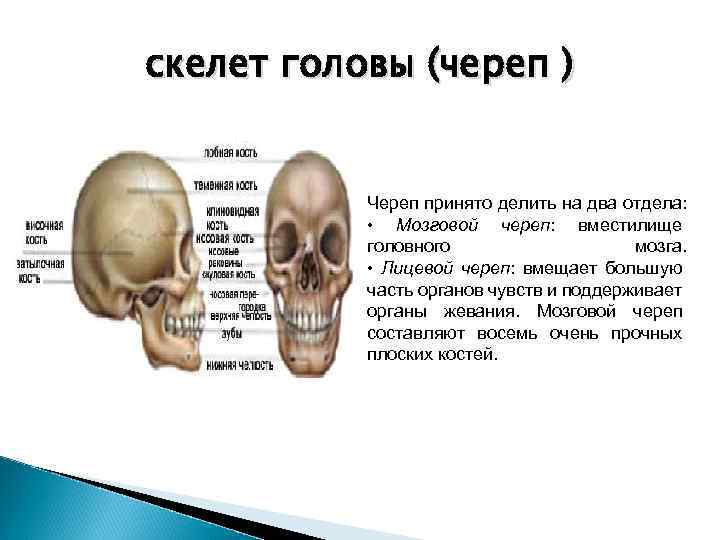 скелет головы (череп ) Череп принято делить на два отдела: • Мозговой череп: вместилище