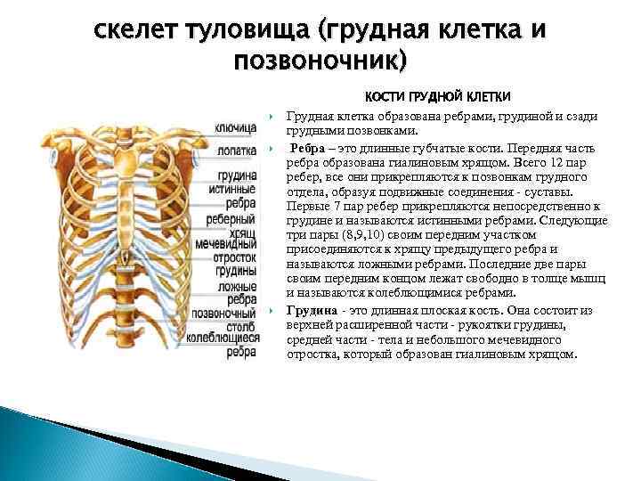 Таблица скелет туловища. Скелет туловища соединение костей туловища. Скелет туловища позвоночник и грудная клетка. Скелет туловища грудная клетка. Кости туловища позвонки ребра Грудина.