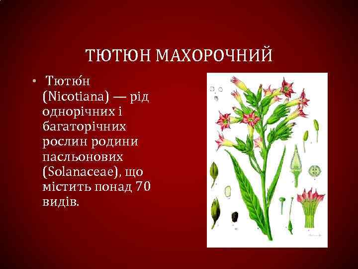 ТЮТЮН МАХОРОЧНИЙ • Тютю н (Nicotiana) — рід однорічних і багаторічних рослин родини пасльонових