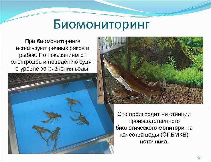 Биомониторинг При биомониторинге используют речных раков и рыбок. По показаниям от электродов и поведению