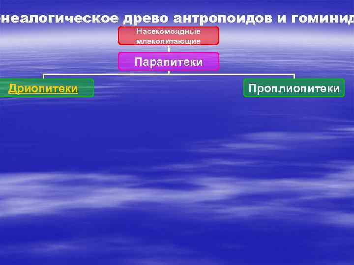 енеалогическое древо антропоидов и гоминид Насекомоядные млекопитающие Парапитеки Дриопитеки Проплиопитеки 