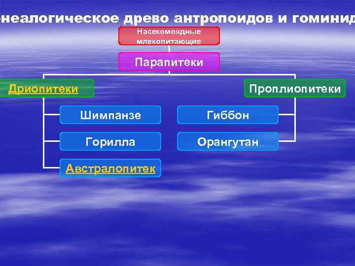 енеалогическое древо антропоидов и гоминид Насекомоядные млекопитающие Парапитеки Дриопитеки Проплиопитеки Шимпанзе Гиббон Горилла Орангутан