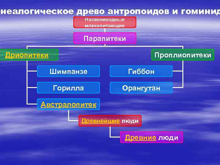 енеалогическое древо антропоидов и гоминид Насекомоядные млекопитающие Парапитеки Дриопитеки Проплиопитеки Шимпанзе Гиббон Горилла Орангутан