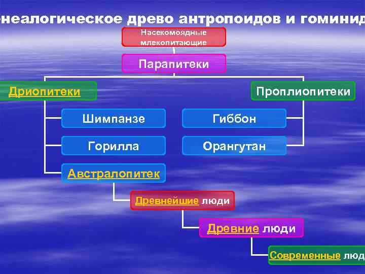 енеалогическое древо антропоидов и гоминид Насекомоядные млекопитающие Парапитеки Дриопитеки Проплиопитеки Шимпанзе Гиббон Горилла Орангутан