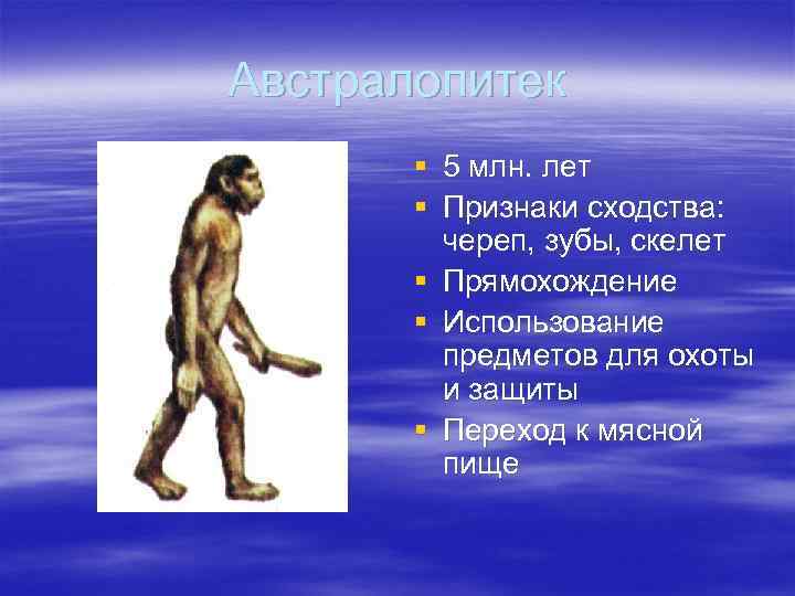 Австралопитек § 5 млн. лет § Признаки сходства: череп, зубы, скелет § Прямохождение §