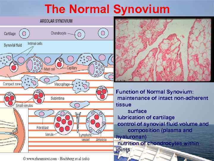 The Normal Synovium Function of Normal Synovium: maintenance of intact non-adherent tissue surface lubrication