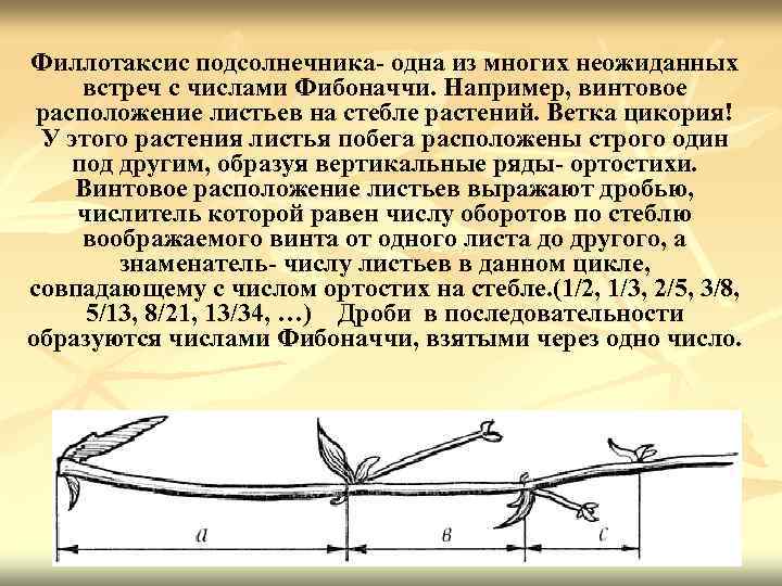 Филлотаксис подсолнечника- одна из многих неожиданных встреч с числами Фибоначчи. Например, винтовое расположение листьев