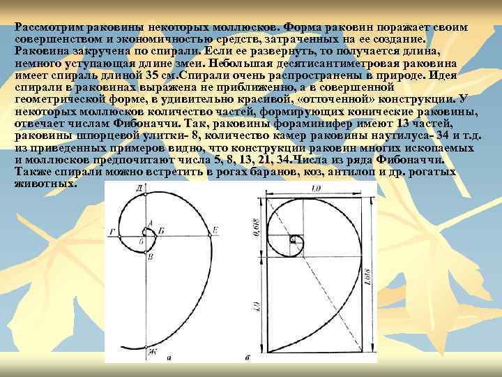 Рассмотрим раковины некоторых моллюсков. Форма раковин поражает своим совершенством и экономичностью средств, затраченных на