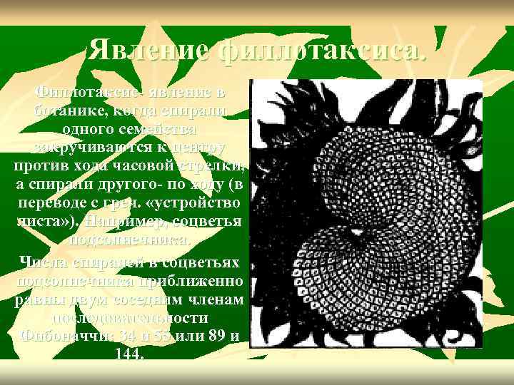 Явление филлотаксиса. Филлотаксис- явление в ботанике, когда спирали одного семейства закручиваются к центру против