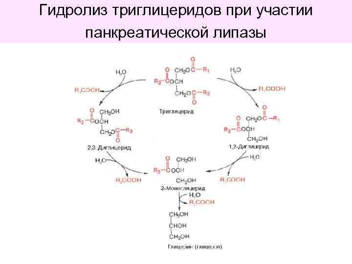 Гидролиз триглицеридов при участии панкреатической липазы 