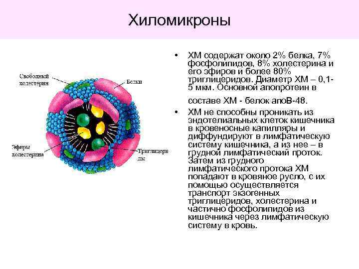 Хиломикроны • • ХМ содержат около 2% белка, 7% фосфолипидов, 8% холестерина и его