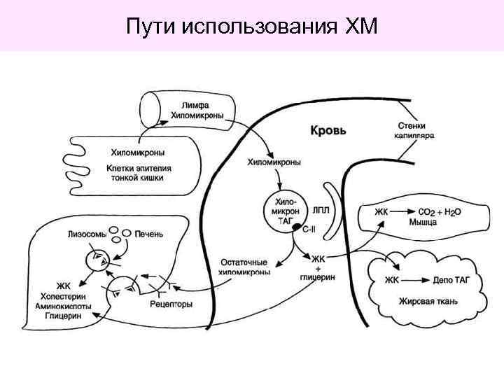 Пути использования ХМ 