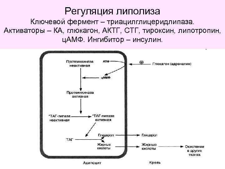 Липолиз биохимия схема