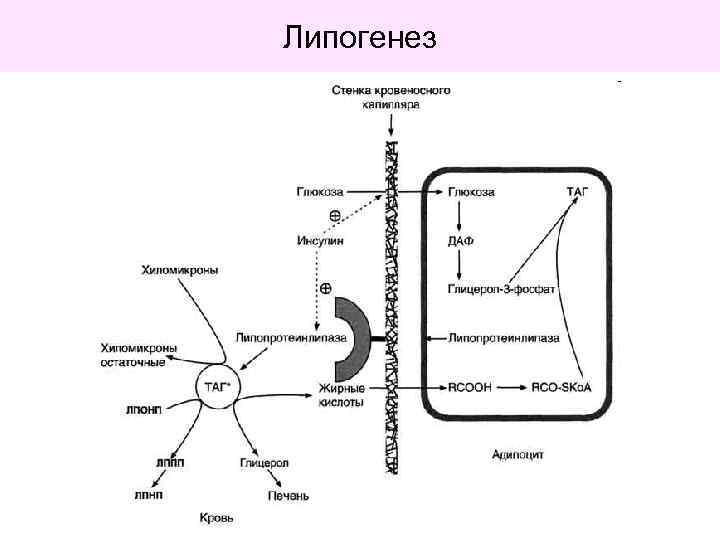 Липогенез 