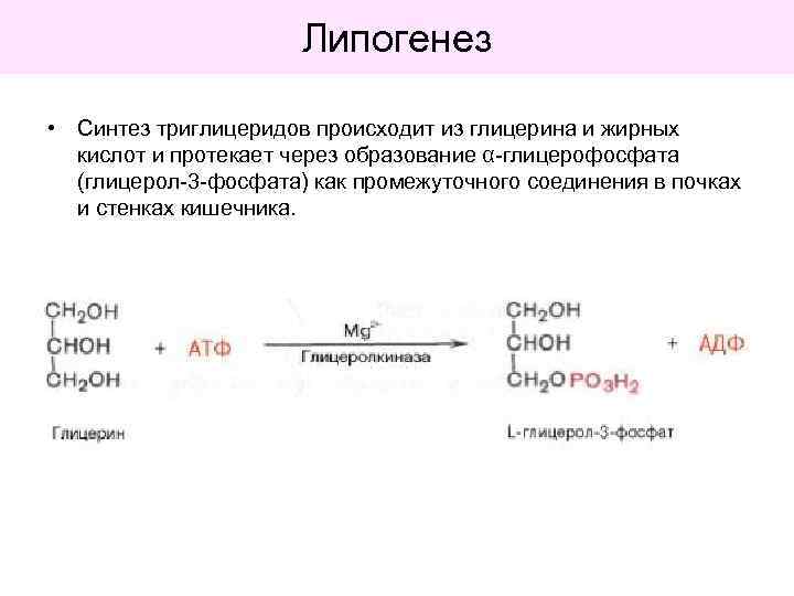 Липогенез • Синтез триглицеридов происходит из глицерина и жирных кислот и протекает через образование