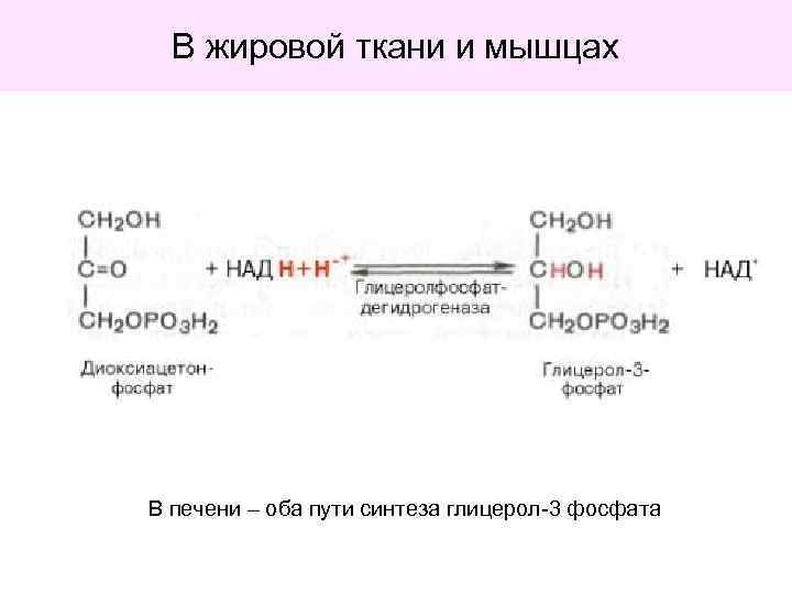 В жировой ткани и мышцах В печени – оба пути синтеза глицерол-3 фосфата 