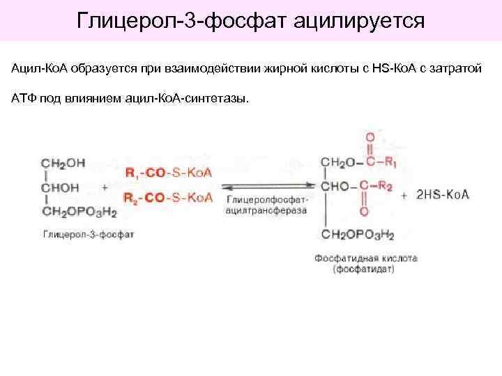 Глицерол-3 -фосфат ацилируется Ацил-Ко. А образуется при взаимодействии жирной кислоты с НS-Ко. А с