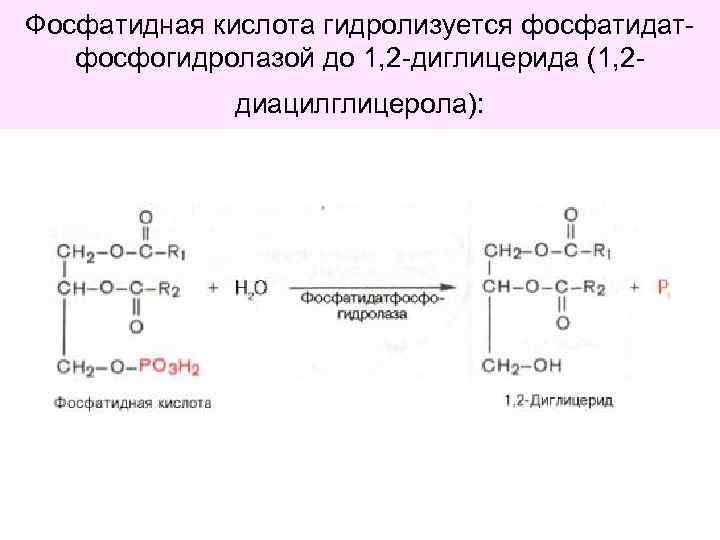 Схема образования фосфатидной кислоты содержащей остатки арахиновой и олеиновой кислот