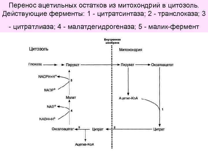 Ацетил коа в митохондриях. Перенос ацетильных остатков из митохондрий в цитозоль. Схема переноса ацетильных остатков из митохондрий в цитозоль. Перенос ацетильных остатков в цитозоль. Транспорт ацетил КОА из митохондрий в цитозоль.