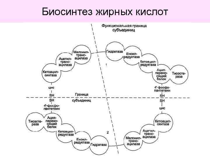 Биосинтез жирных кислот 