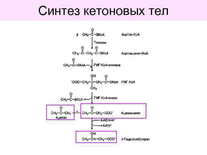 Схема синтеза кетоновых тел в биохимии