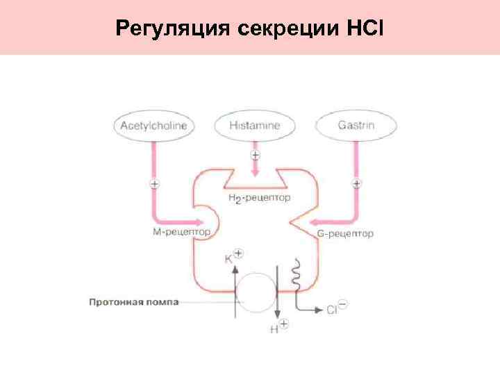 Регуляция секреции HCl 