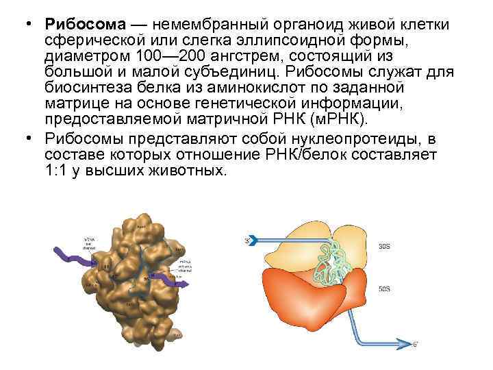  • Рибосома — немембранный органоид живой клетки сферической или слегка эллипсоидной формы, диаметром