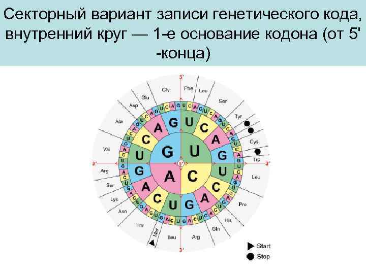 Секторный вариант записи генетического кода, внутренний круг — 1 -е основание кодона (от 5'