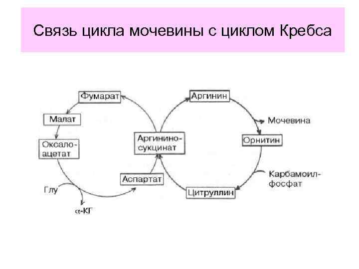 Образование мочевины в процессе обмена веществ. Схема орнитинового цикла биохимия. Схема синтеза мочевины. Орнитиновый цикл схема. Цикл мочевины схема.