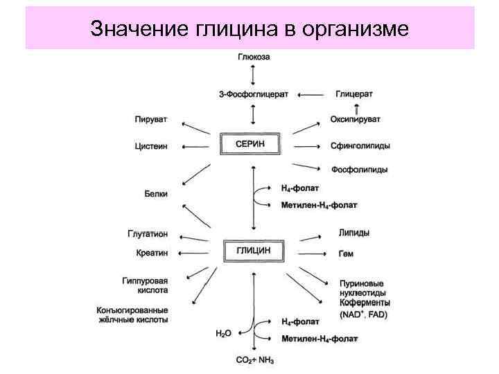 Значение глицина в организме 