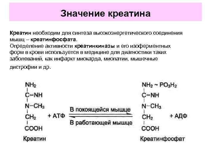 Значение креатина Креатин необходим для синтеза высокоэнергетического соединения мышц – креатинфосфата. Определение активности креатинкиназы