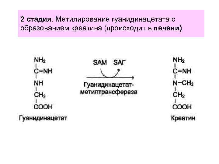 2 стадия. Метилирование гуанидинацетата с образованием креатина (происходит в печени) 