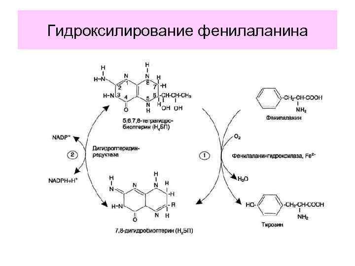 Гидроксилирование фенилаланина 