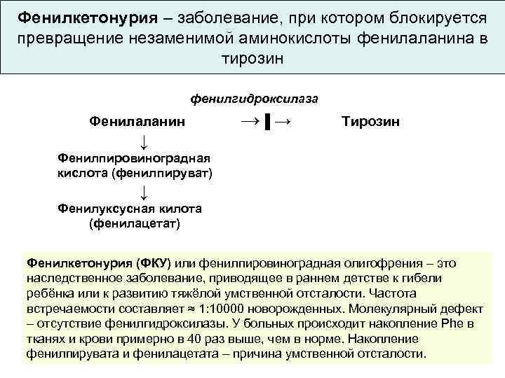 Фенилкетонурия – заболевание, при котором блокируется превращение незаменимой аминокислоты фенилаланина в тирозин фенилгидроксилаза Фенилаланин