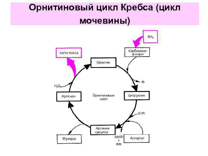 Орнитиновый цикл Кребса (цикл мочевины) 