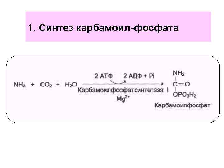 1. Синтез карбамоил-фосфата 