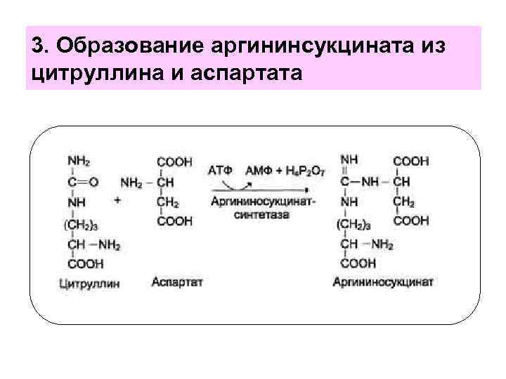 3. Образование аргининсукцината из цитруллина и аспартата 