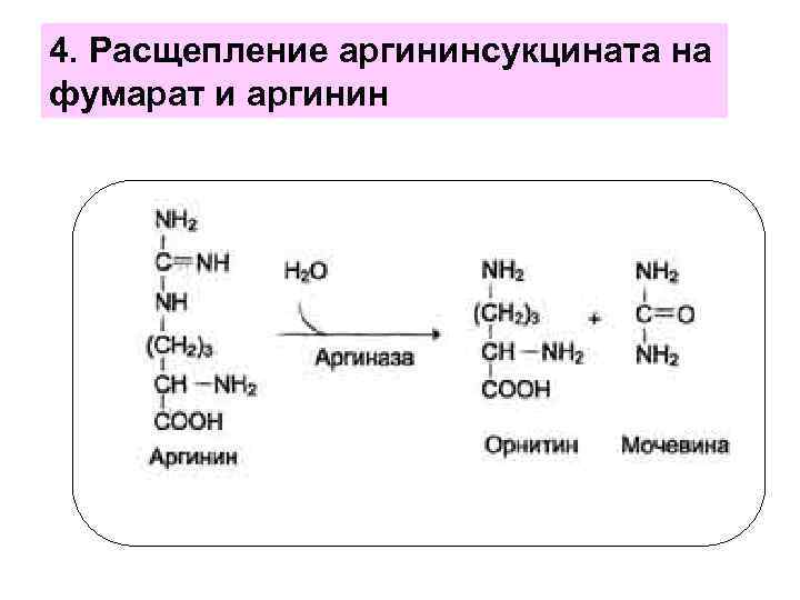 Расщепление 4 3 1. Расщепление аргинина. Фумарат в аргинин. Расщепление мочевины. Превращение аргинина в орнитин.