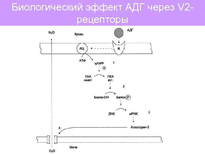 Биологический эффект АДГ через V 2 рецепторы 