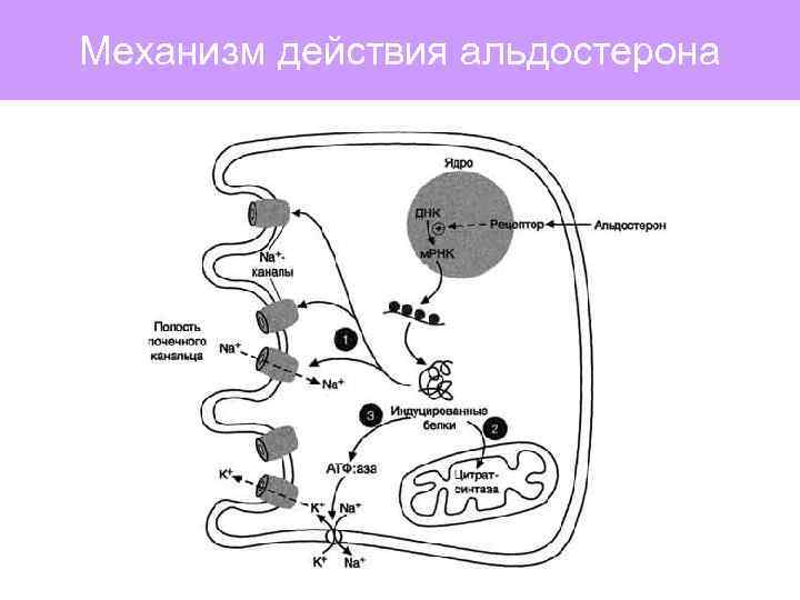 Механизм действия альдостерона 