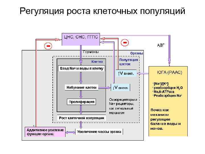 Регуляция роста клеточных популяций 